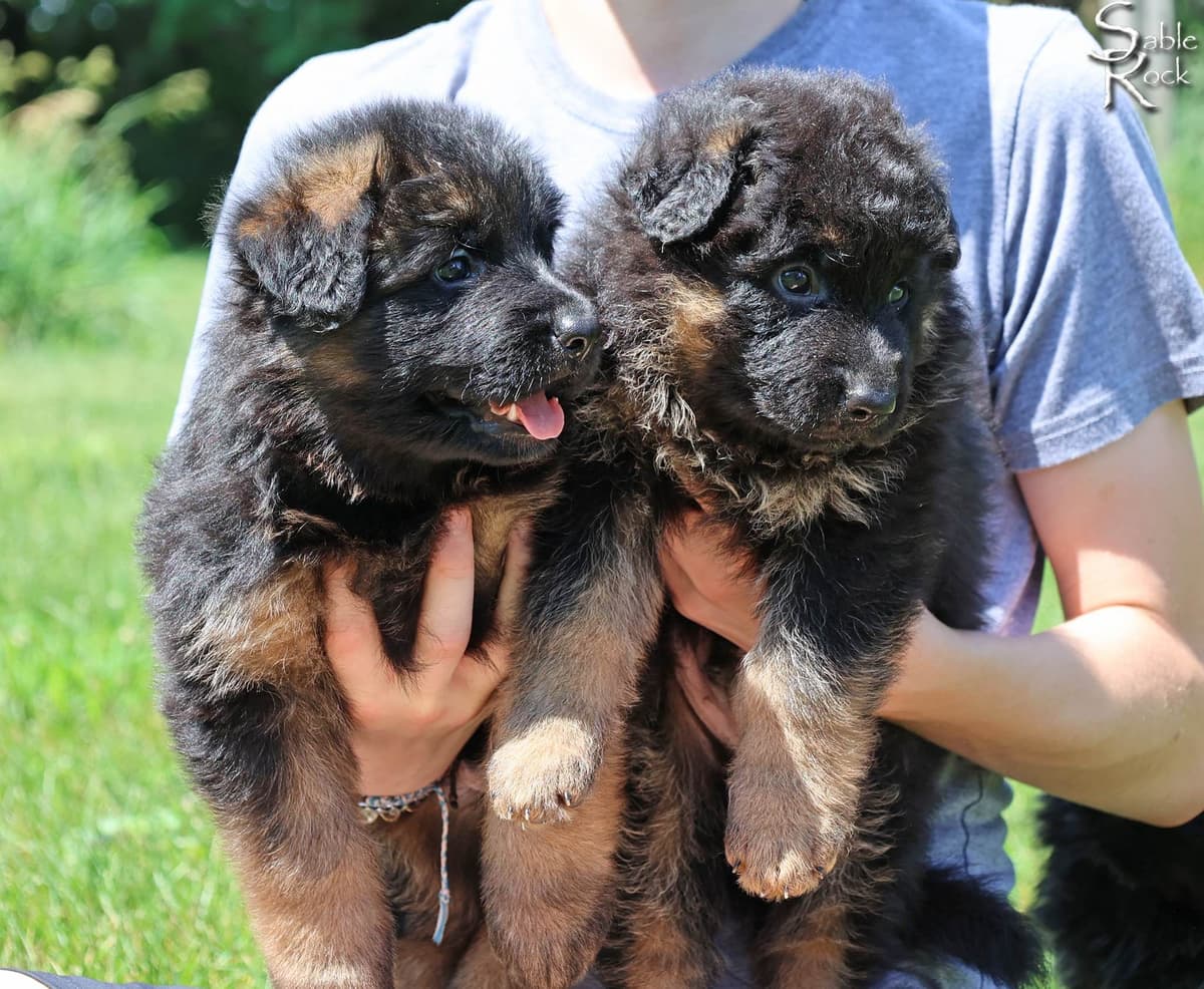 German Shepherd Puppies breeder image 5