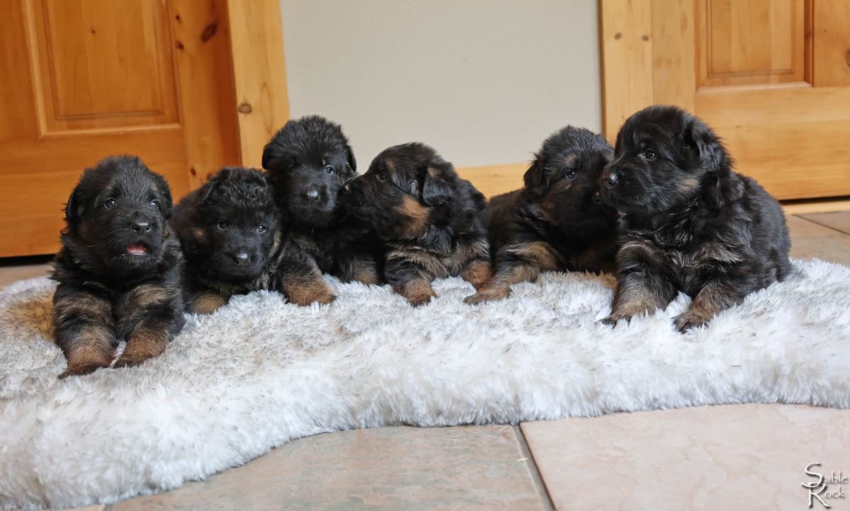 German Shepherd Puppies breeder image 6