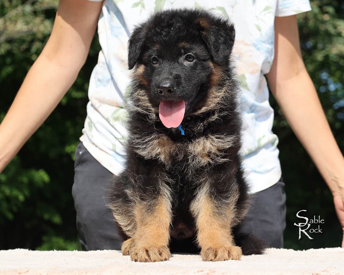 German Shepherd Puppies breeder image 7
