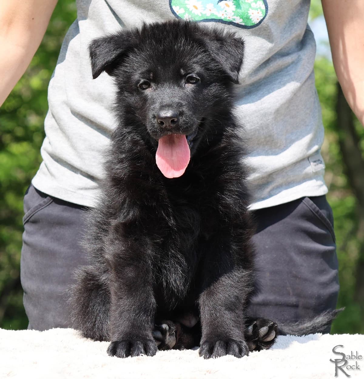 German Shepherd Puppies breeder image 8