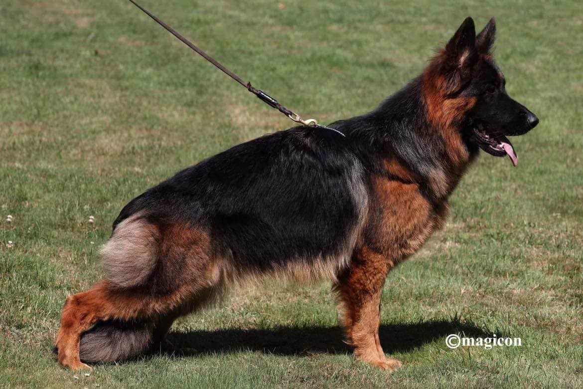 German Shepherd Puppies breeder image 9