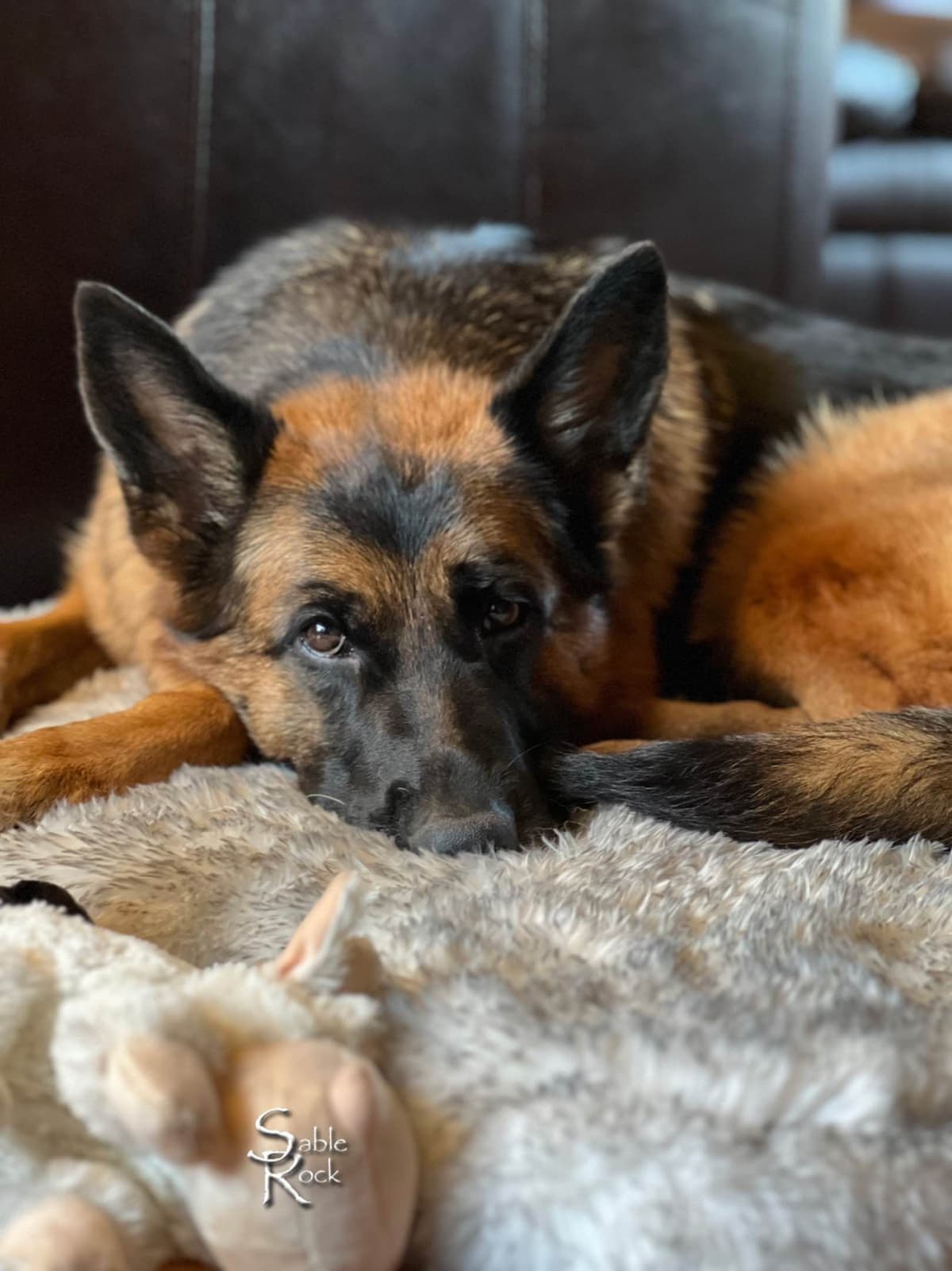 German Shepherd Puppies breeder image 11
