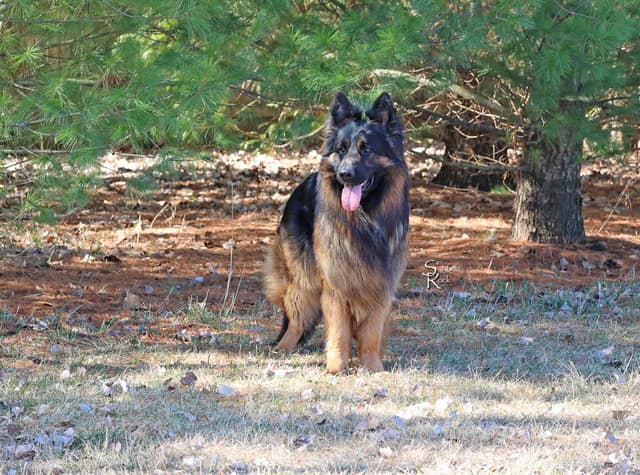 German Shepherd Puppies media 2