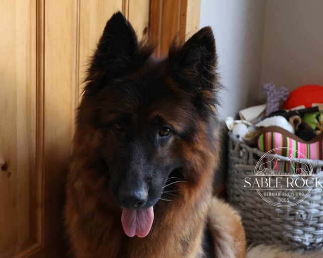 Longcoat German Shepherd Dog Puppies media 4