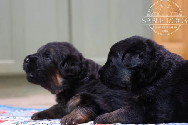 Longcoat German Shepherd Dog Puppies media 5