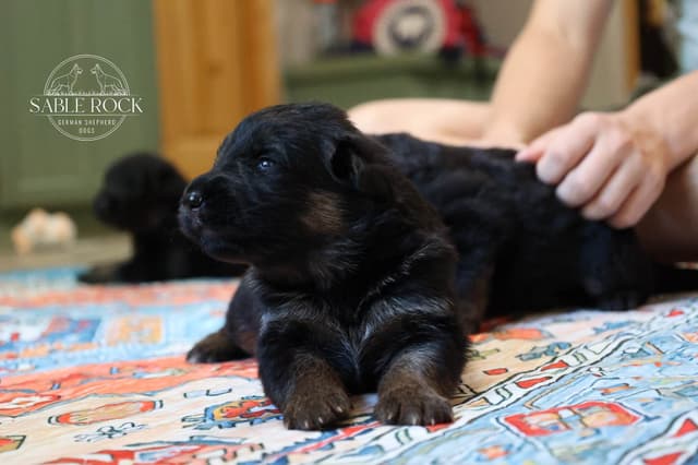 Longcoat German Shepherd Dog Puppies media 6