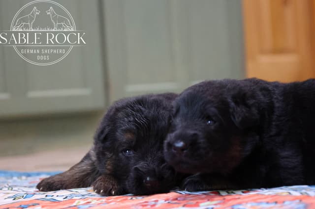 Longcoat German Shepherd Dog Puppies media 7