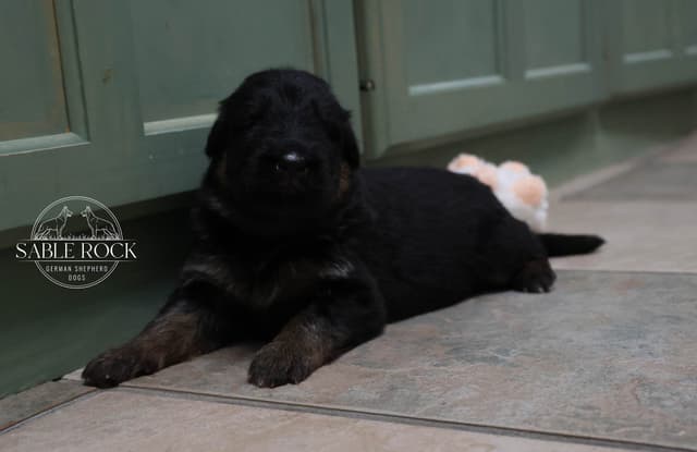 Longcoat German Shepherd Dog Puppies media 9