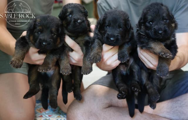 Longcoat German Shepherd Dog Puppies media 10