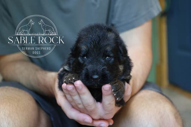 Longcoat German Shepherd Dog Puppies media 11