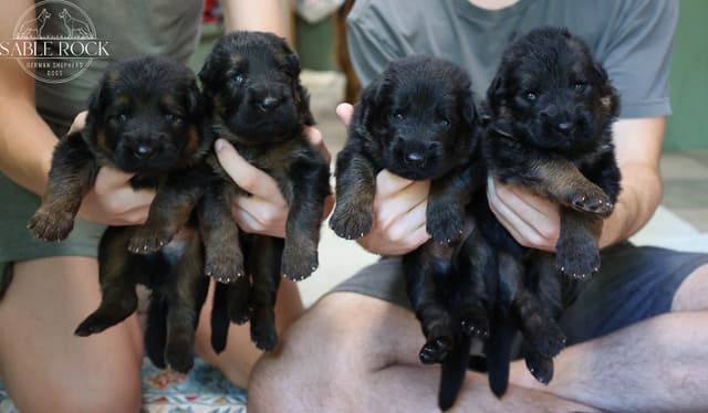 Longcoat German Shepherd Dog Puppies media 12