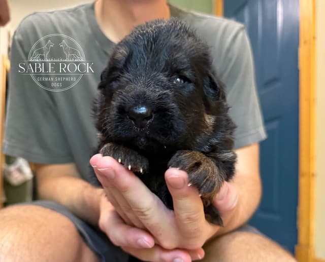 Longcoat German Shepherd Dog Puppies media 14