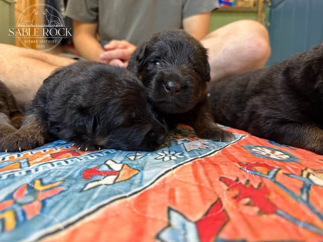 Longcoat German Shepherd Dog Puppies media 15