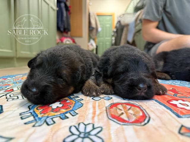 Longcoat German Shepherd Dog Puppies media 16