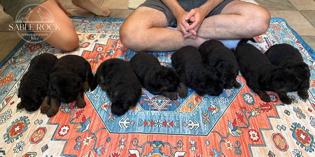Longcoat German Shepherd Dog Puppies media 17