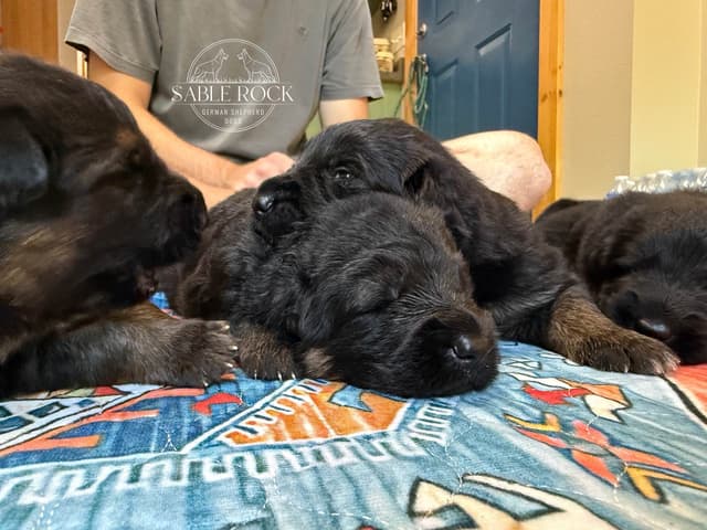 Longcoat German Shepherd Dog Puppies media 18