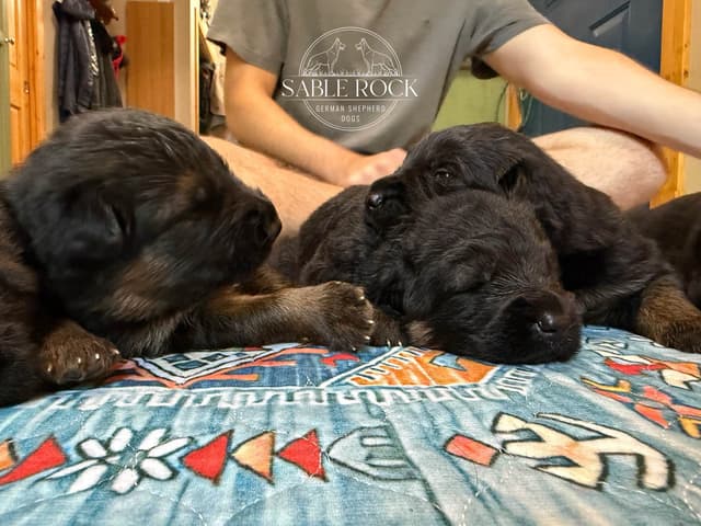 Longcoat German Shepherd Dog Puppies media 19