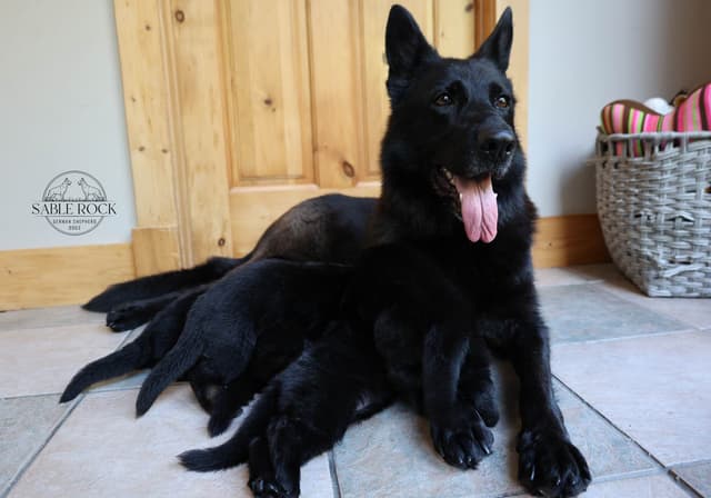 German Shepherd Puppies media 3