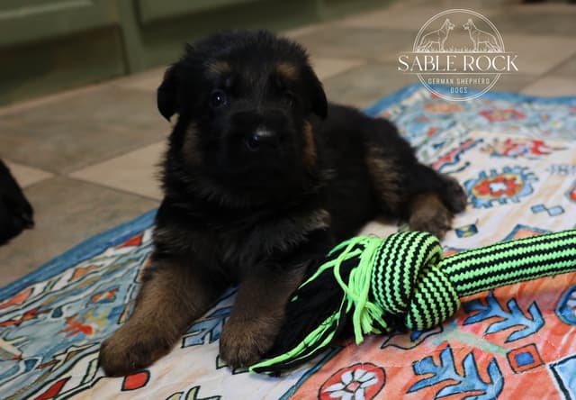 German Shepherd Puppies media 5