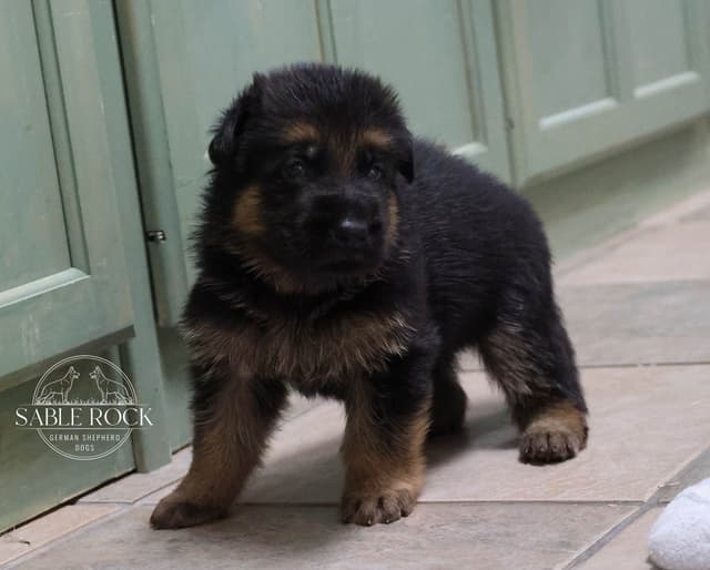 German Shepherd Puppies media 4