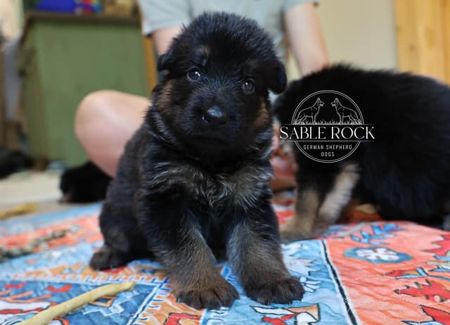 German Shepherd Puppies media 9