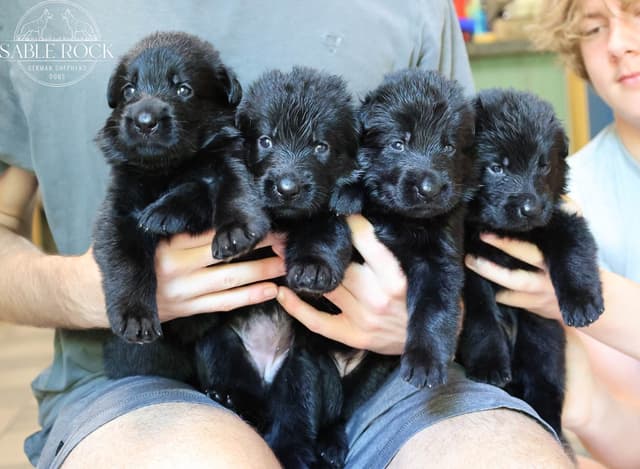 German Shepherd Puppies media 8