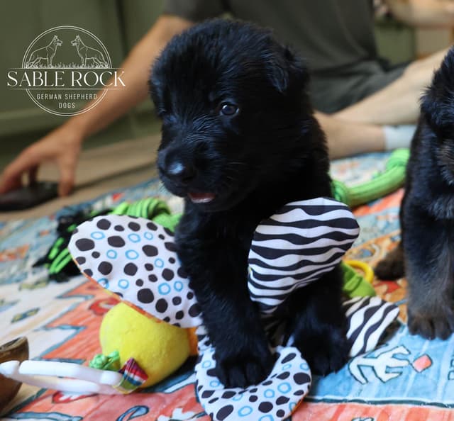 German Shepherd Puppies media 10