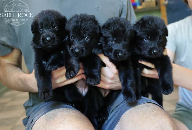 German Shepherd Puppies media 7