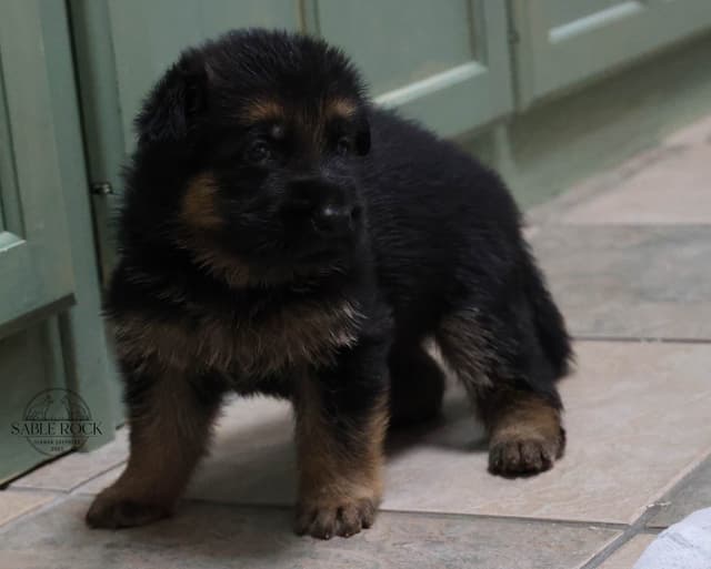 German Shepherd Puppies media 6