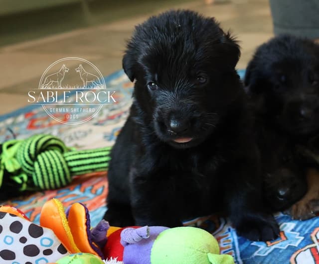 German Shepherd Puppies media 11