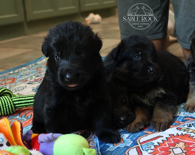 German Shepherd Puppies media 16