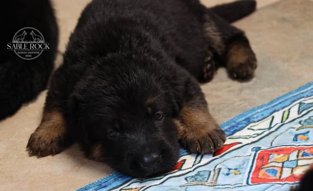 German Shepherd Puppies media 12