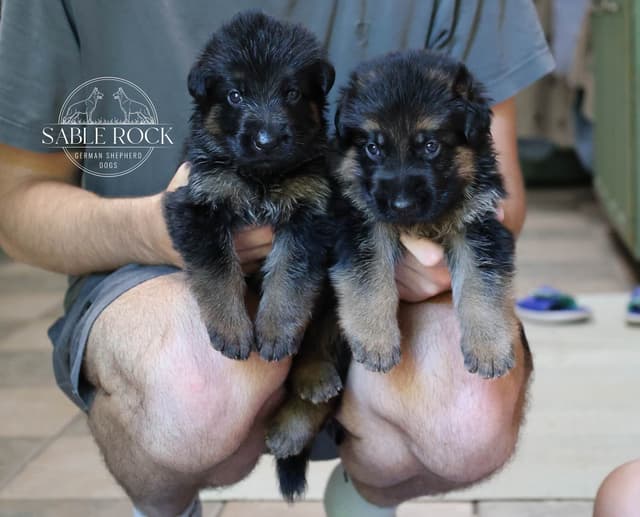 German Shepherd Puppies media 15