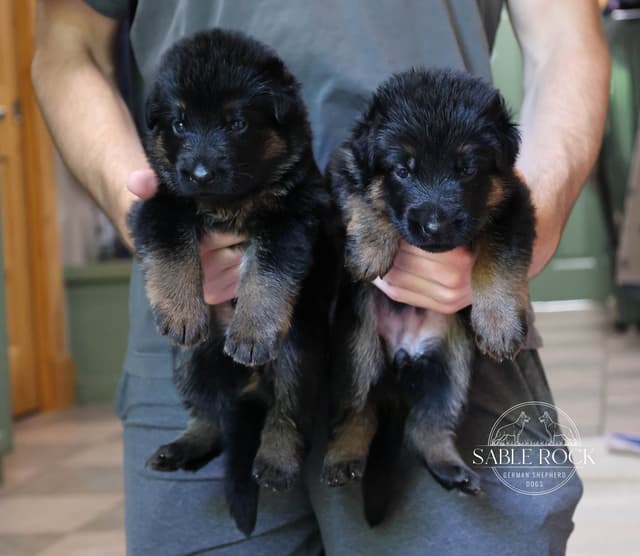 German Shepherd Puppies media 14