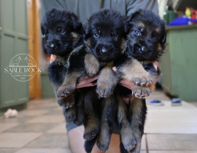German Shepherd Puppies media 13