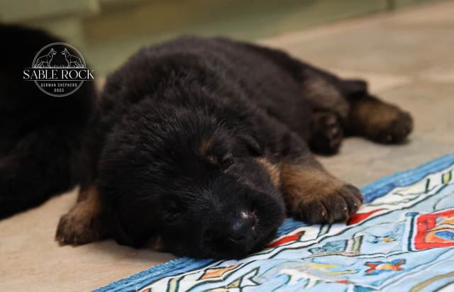 German Shepherd Puppies media 17