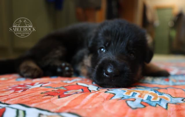 German Shepherd Puppies media 18
