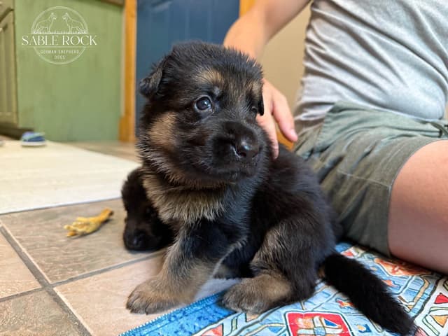 German Shepherd Puppies media 21