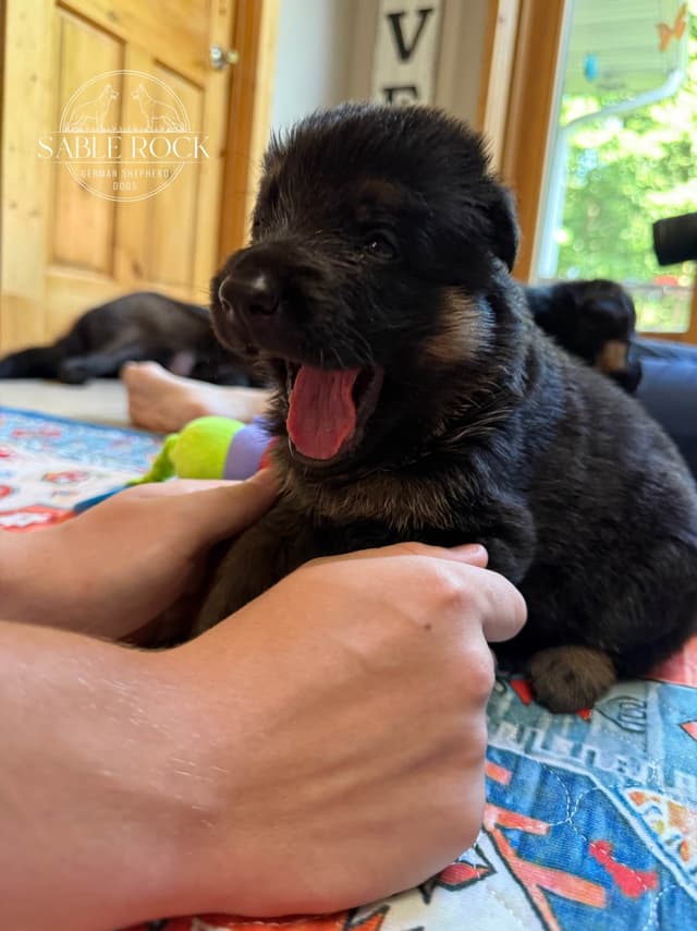 German Shepherd Puppies media 19