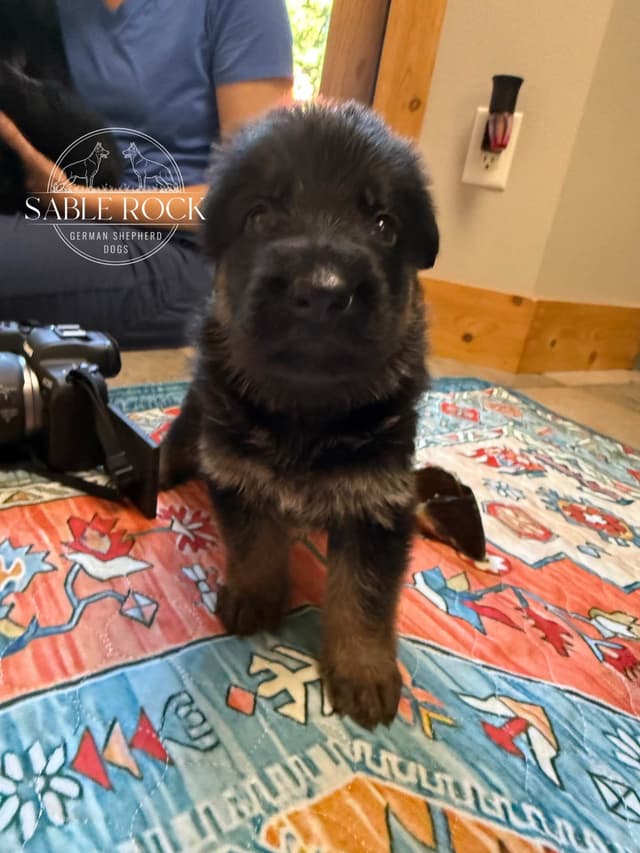 German Shepherd Puppies media 20