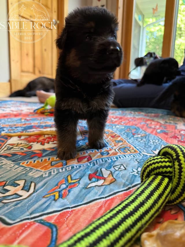 German Shepherd Puppies media 22