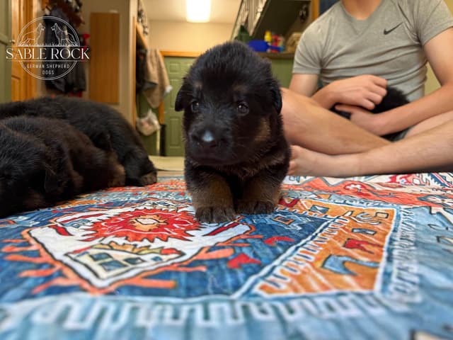 German Shepherd Puppies media 23