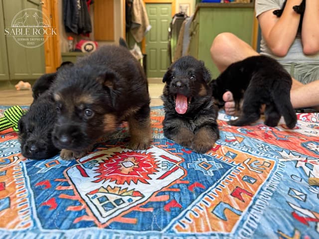 German Shepherd Puppies media 24