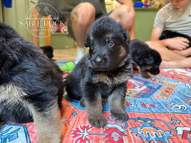 German Shepherd Puppies media 26