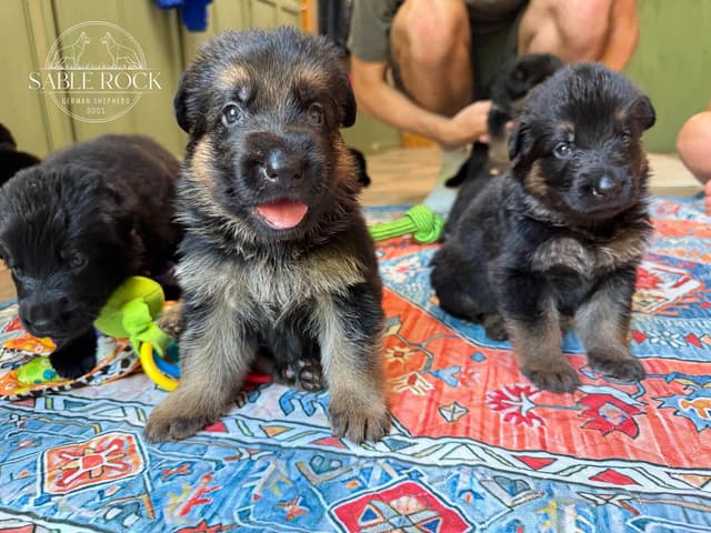 German Shepherd Puppies media 27