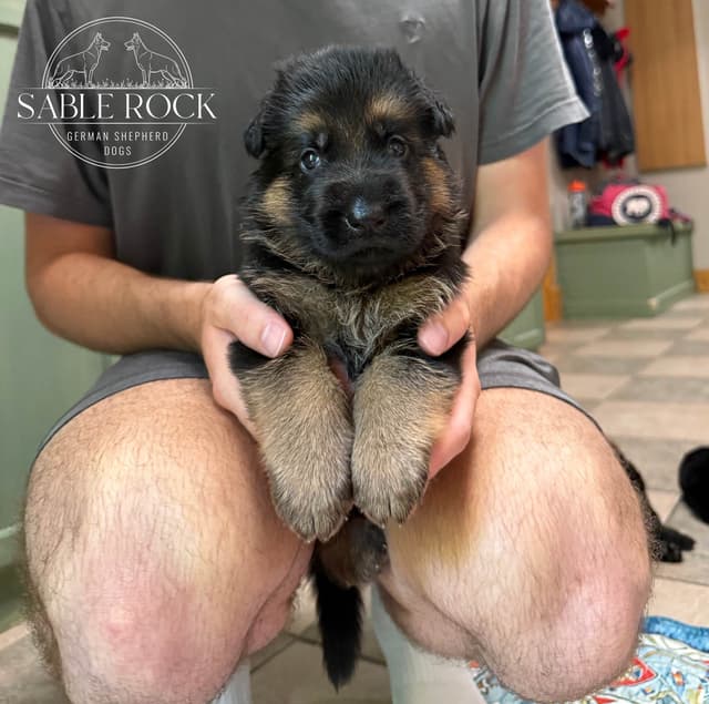 German Shepherd Puppies media 28