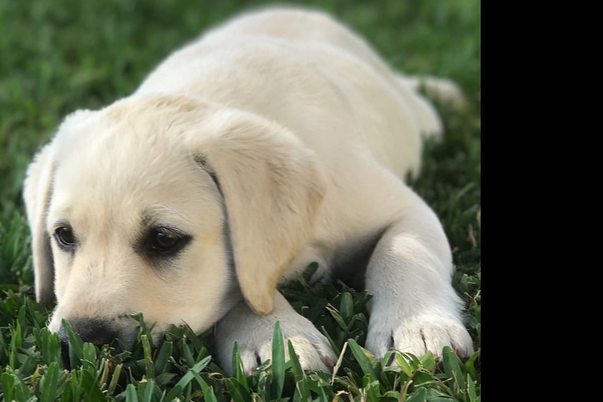 Labrador Retriever Puppies breeder image 2