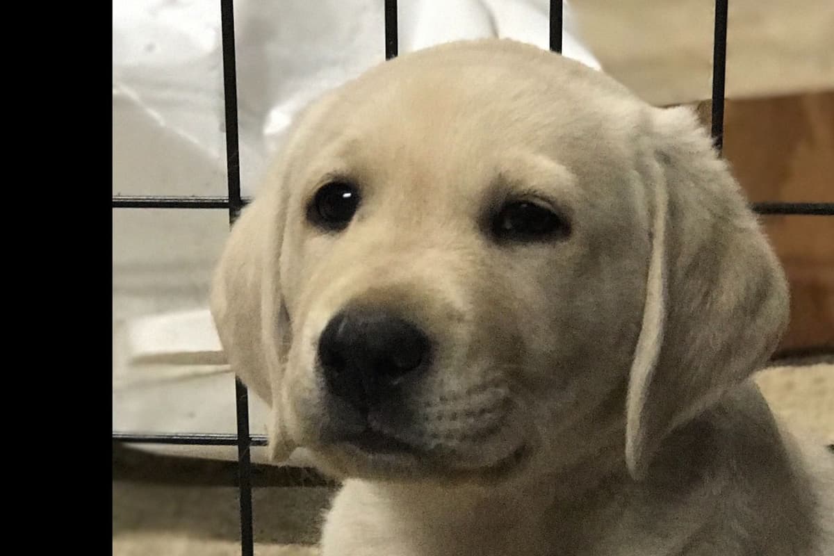 Labrador Retriever Puppies breeder image 3