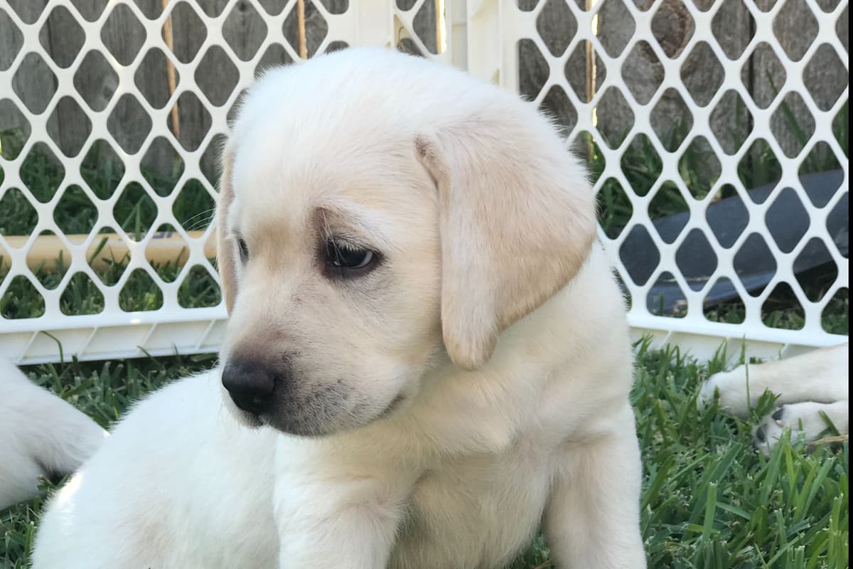 Labrador Retriever Puppies breeder image 4