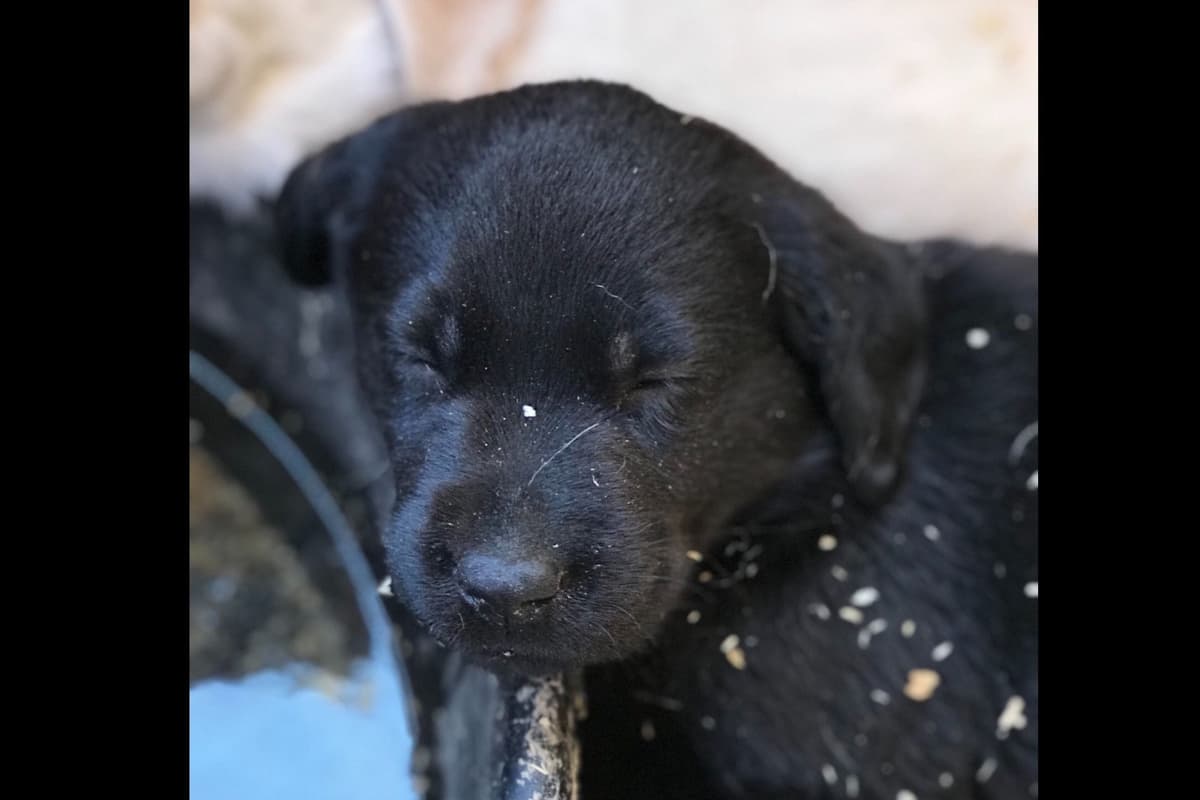 Labrador Retriever Puppies breeder image 6